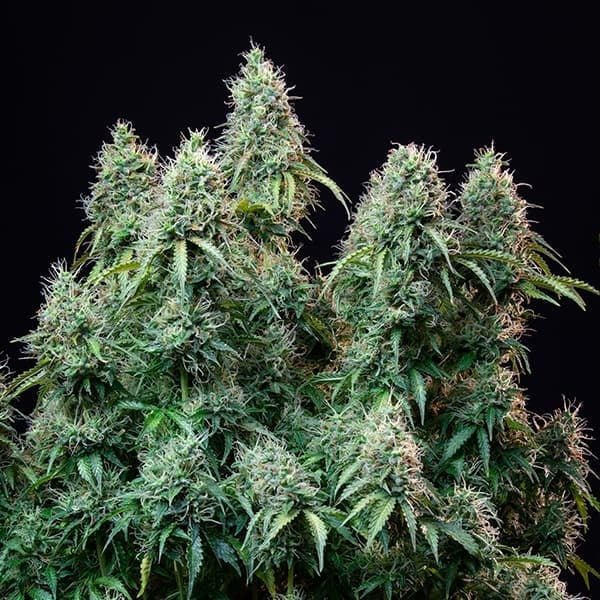 Royal Queen Seeds Amnesia Haze Auto - 7SMART