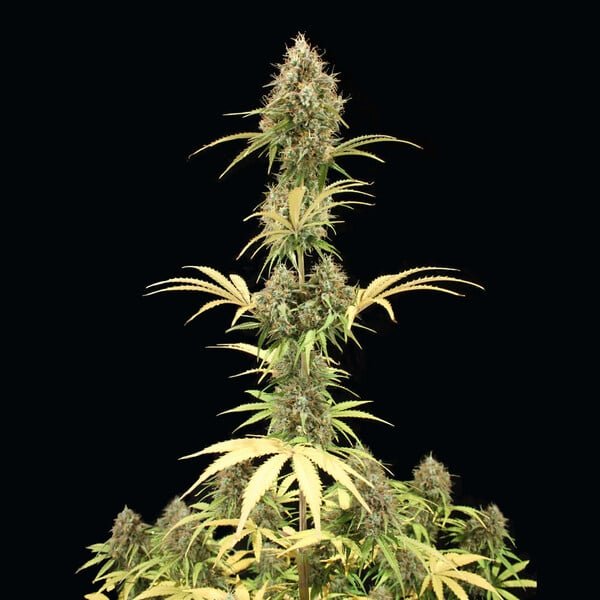 Royal Queen Seeds Amnesia Haze Auto - 7SMART