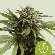 Royal Queen Seeds Apple Fritter Auto - 7SMART