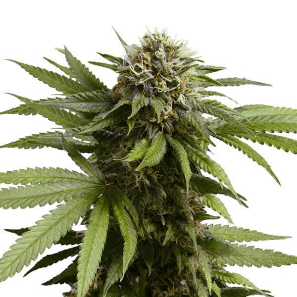 Royal Queen Seeds Apple Fritter Auto - 7SMART
