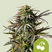 Royal Queen Seeds Cherry Pie Auto - 7SMART