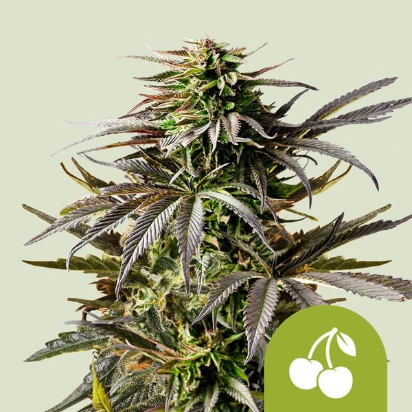 Royal Queen Seeds Cherry Pie Auto - 7SMART