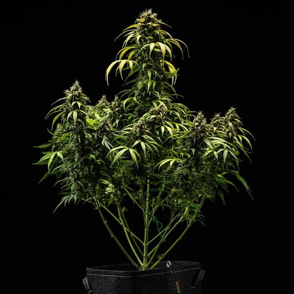 Royal Queen Seeds Cherry Pie Auto - 7SMART