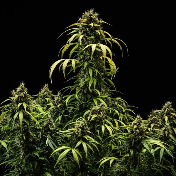 Royal Queen Seeds Cherry Pie Auto - 7SMART