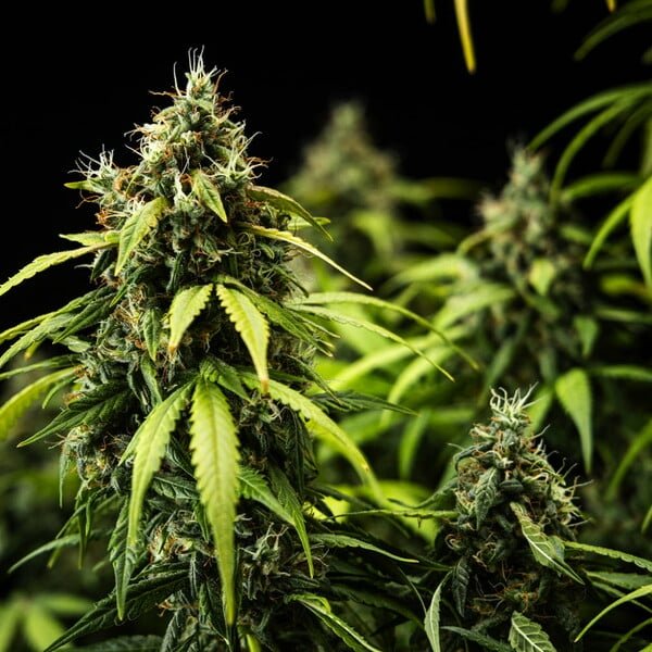 Royal Queen Seeds Cherry Pie Auto - 7SMART
