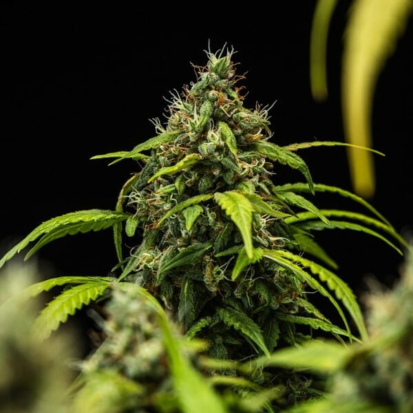 Royal Queen Seeds Cherry Pie Auto - 7SMART