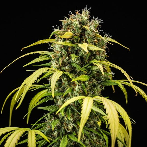Royal Queen Seeds Cherry Pie Auto - 7SMART