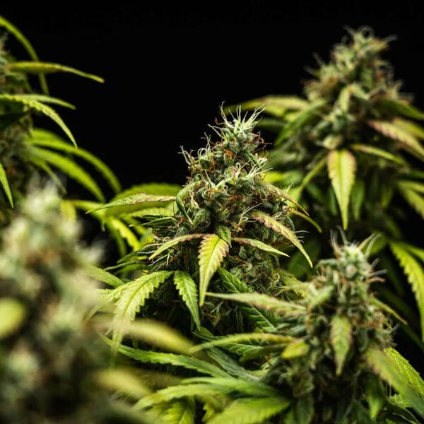 Royal Queen Seeds Cherry Pie Auto - 7SMART