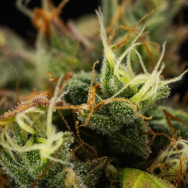 Royal Queen Seeds Cherry Pie Auto - 7SMART
