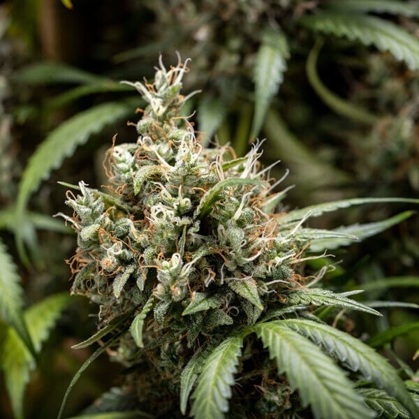 Royal Queen Seeds Cookies Gelato Auto - 7SMART