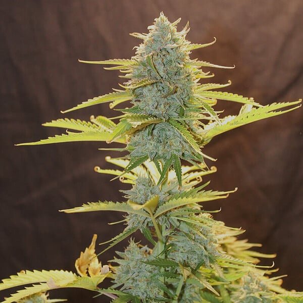 Royal Queen Seeds Fat Banana Auto - 7SMART