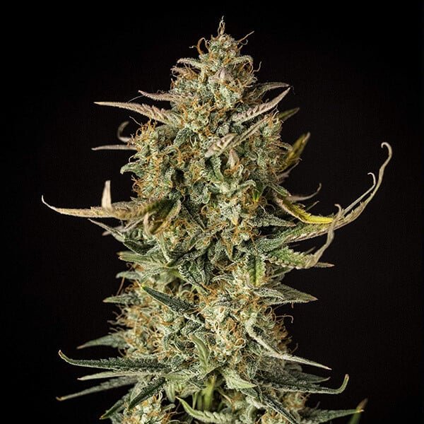 Royal Queen Seeds Fat Banana Auto - 7SMART