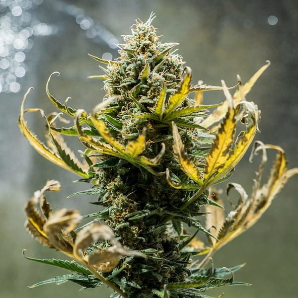 Royal Queen Seeds Fat Banana Auto - 7SMART
