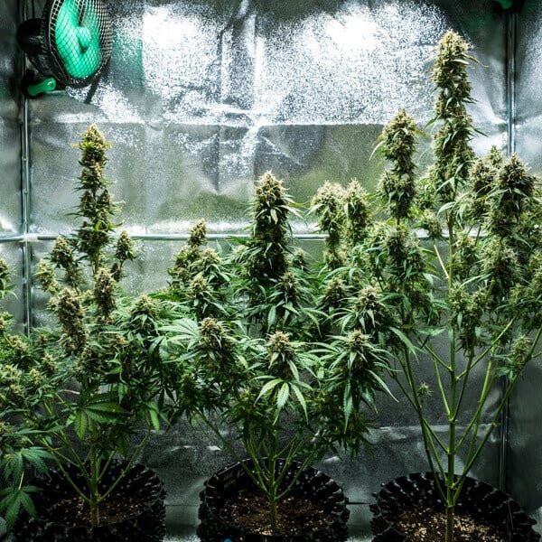 Royal Queen Seeds Fat Banana Auto - 7SMART