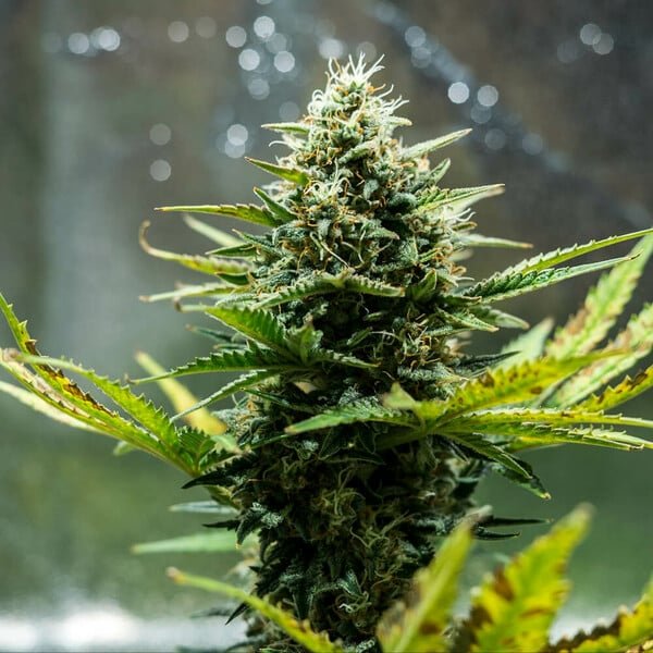 Royal Queen Seeds Fat Banana Auto - 7SMART