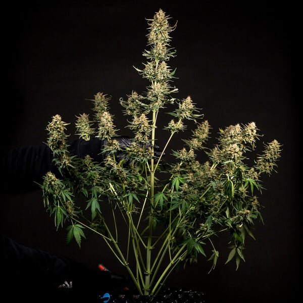 Royal Queen Seeds Fat Banana Auto - 7SMART
