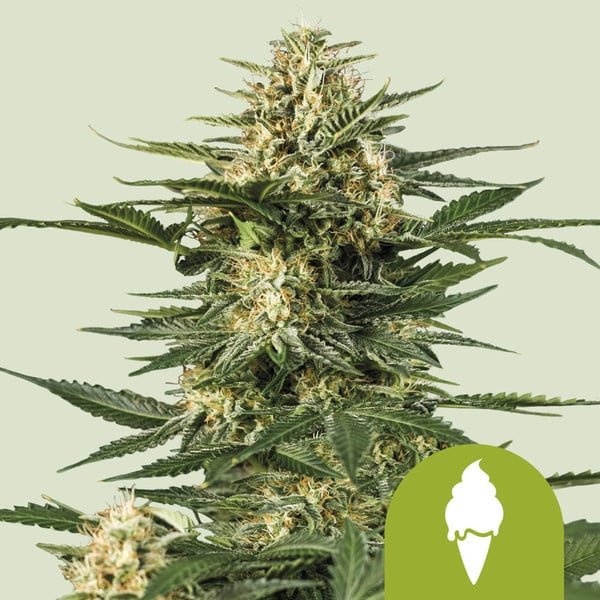 Royal Queen Seeds Green Gelato Auto - 7SMART