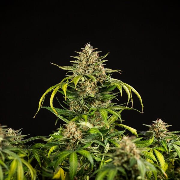 Royal Queen Seeds Green Gelato Auto - 7SMART