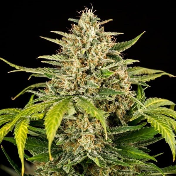 Royal Queen Seeds Green Gelato Auto - 7SMART