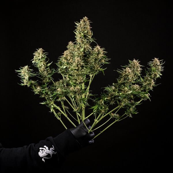 Royal Queen Seeds Green Gelato Auto - 7SMART