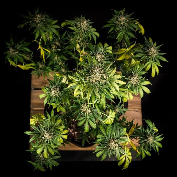 Royal Queen Seeds Green Gelato Auto - 7SMART