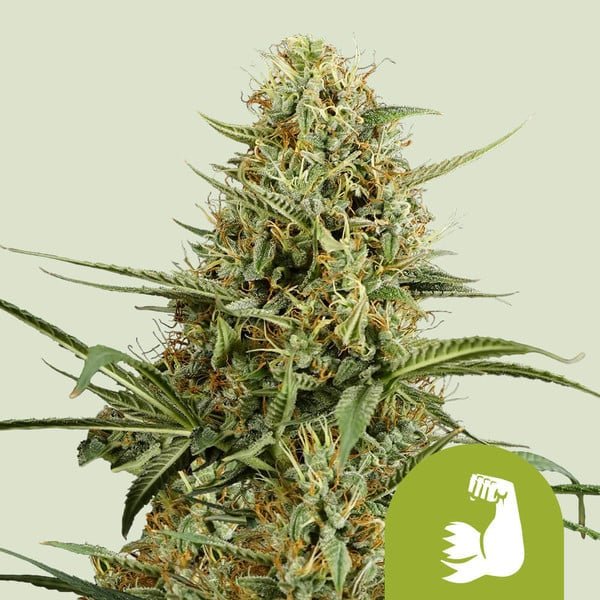 Royal Queen Seeds Hulkberry Auto - 7SMART