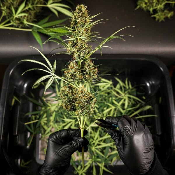 Royal Queen Seeds Hulkberry Auto - 7SMART