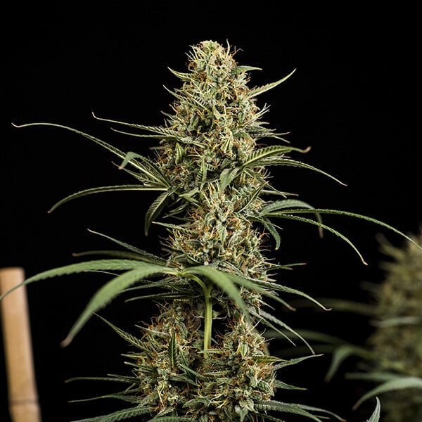 Royal Queen Seeds Hulkberry Auto - 7SMART