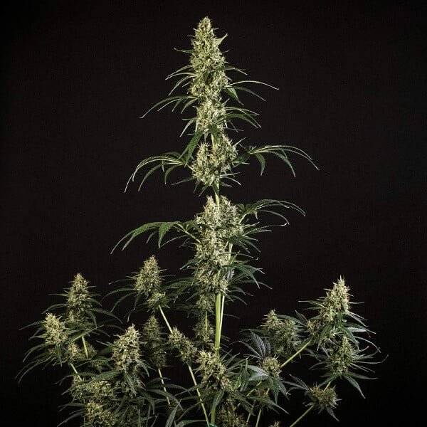 Royal Queen Seeds Hulkberry Auto - 7SMART