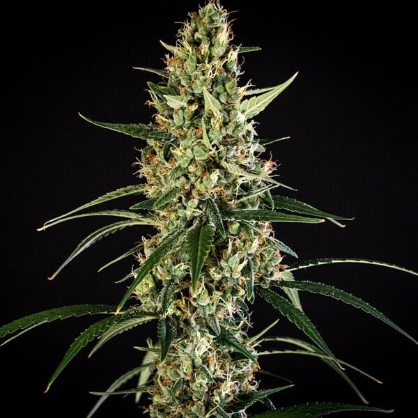 Royal Queen Seeds Hulkberry Auto - 7SMART