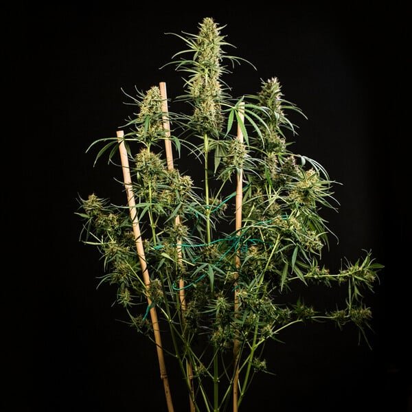Royal Queen Seeds Hulkberry Auto - 7SMART