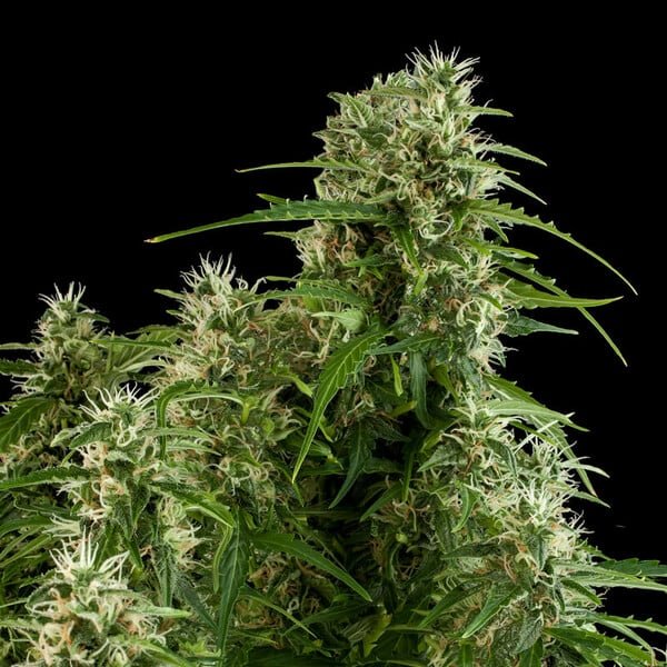 Royal Queen Seeds Northern Light Auto - 7SMART