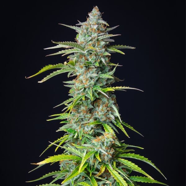 Royal Queen Seeds Northern Light Auto - 7SMART