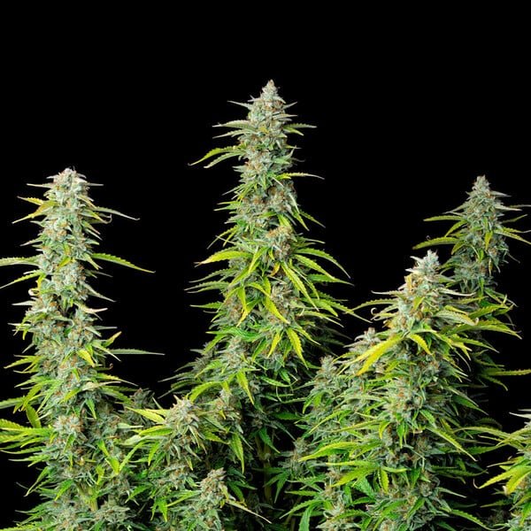 Royal Queen Seeds Northern Light Auto - 7SMART