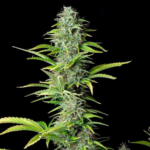 Royal Queen Seeds Northern Light Auto - 7SMART