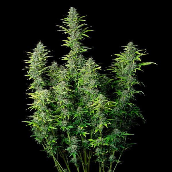 Royal Queen Seeds Northern Light Auto - 7SMART