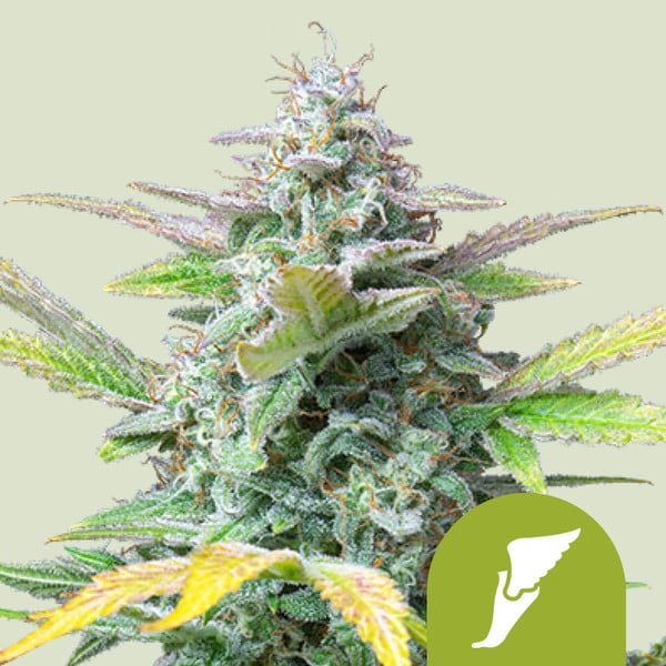 Royal Queen Seeds Quick One Auto - 7SMART