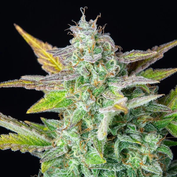 Royal Queen Seeds Quick One Auto - 7SMART