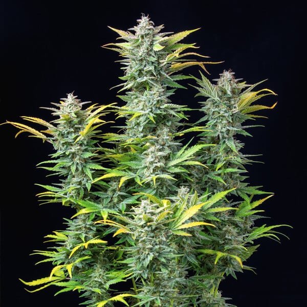 Royal Queen Seeds Quick One Auto - 7SMART