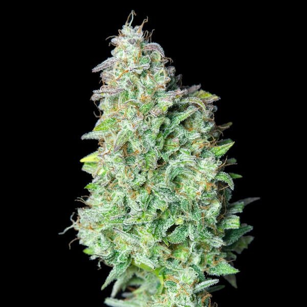 Royal Queen Seeds Quick One Auto - 7SMART