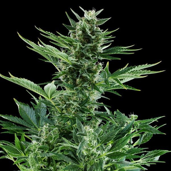 Royal Queen Seeds Quick One Auto - 7SMART