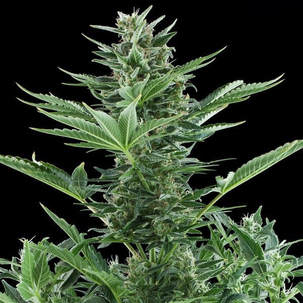 Royal Queen Seeds Quick One Auto - 7SMART