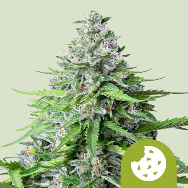 Royal Queen Seeds Royal Cookies Auto - 7SMART