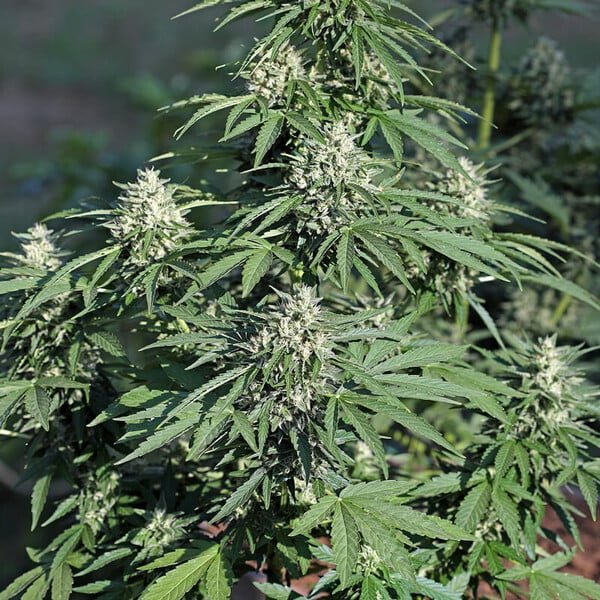 Royal Queen Seeds Royal Cookies Auto - 7SMART
