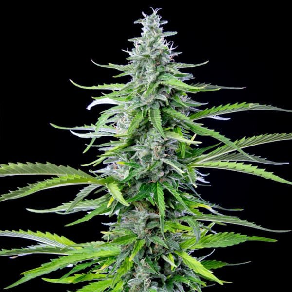 Royal Queen Seeds Royal Cookies Auto - 7SMART