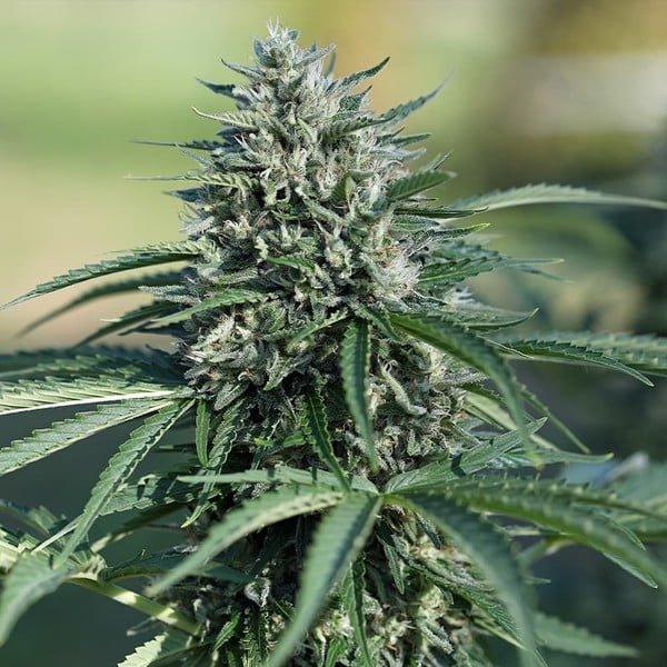 Royal Queen Seeds Royal Cookies Auto - 7SMART