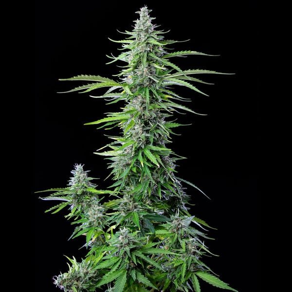 Royal Queen Seeds Royal Cookies Auto - 7SMART