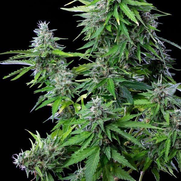 Royal Queen Seeds Royal Cookies Auto - 7SMART