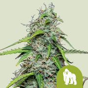 Royal Queen Seeds Royal Gorilla Auto - 7SMART