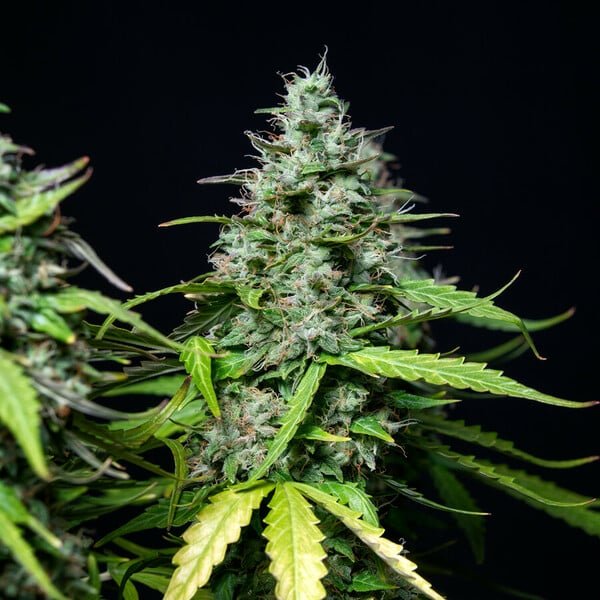 Royal Queen Seeds Royal Gorilla Auto - 7SMART